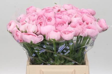 <h4>Ranunculus clooney pink lady</h4>
