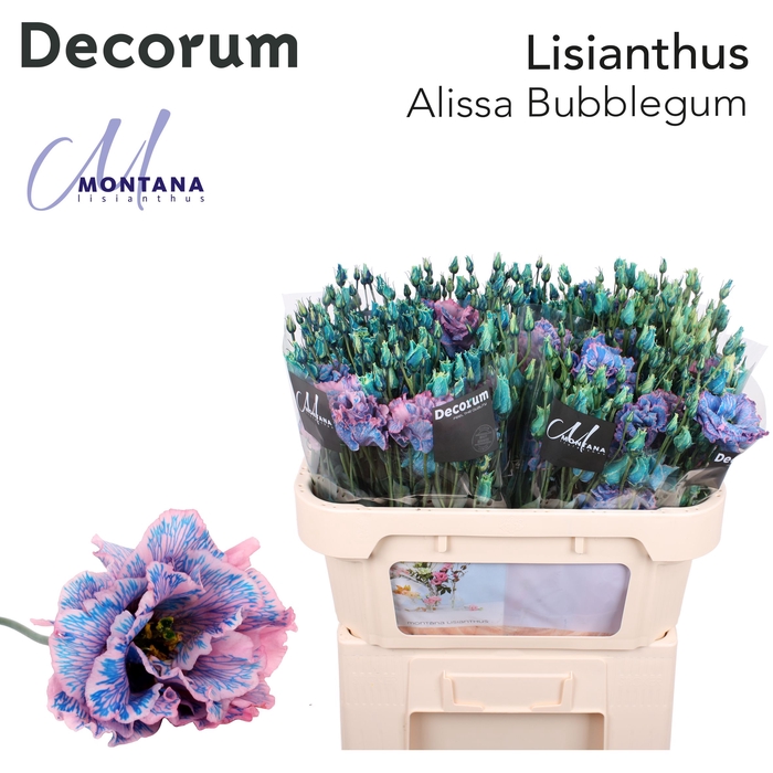 <h4>Lisianthus Dye Alissa bubblegum</h4>
