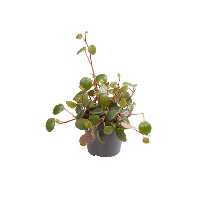 <h4>Peperomia Pepperspot 6Ø 12cm</h4>