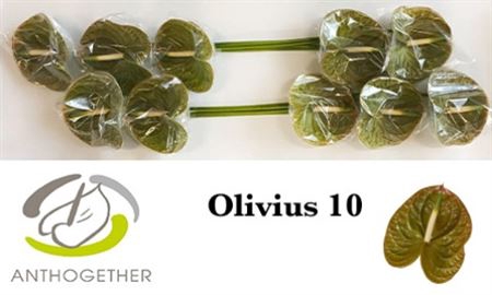 <h4>Anth A Olivius 10</h4>