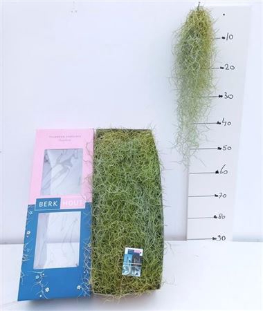 <h4>Till Usneoides</h4>