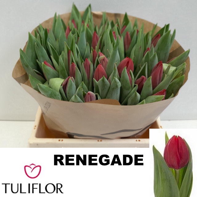 <h4>Tulipa si renegade</h4>