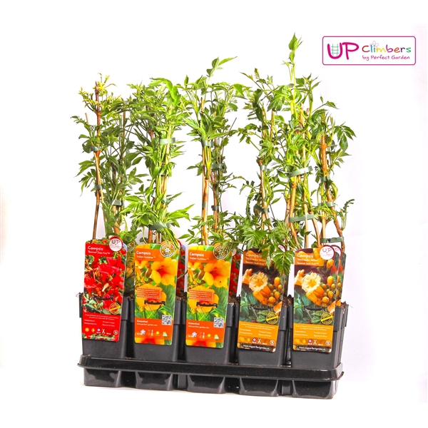 <h4>Campsis mix tray geent P15</h4>