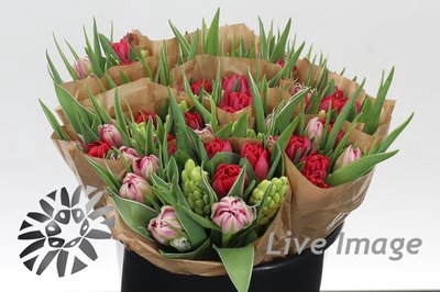<h4>Tulipa do novi rainbow red mix</h4>
