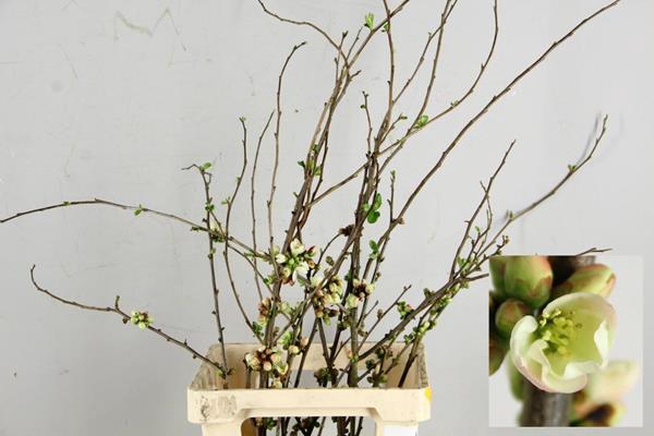 <h4>Chaenomeles Apple Blossom</h4>