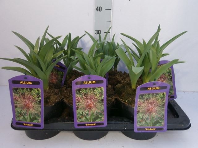 <h4>Allium karataviense</h4>
