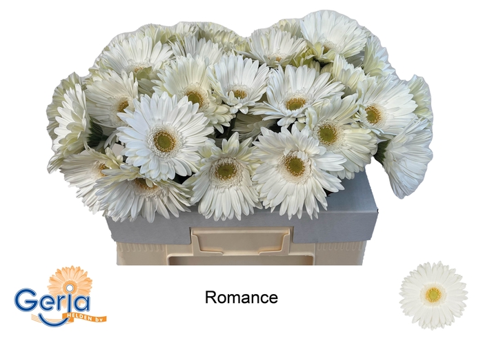 <h4>GE GR ROMANCE</h4>
