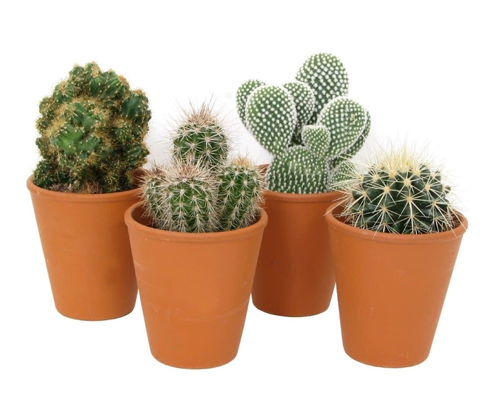 <h4>Cactus ...</h4>