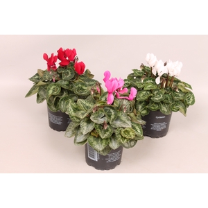 Cyclamen Super Serie gemengd