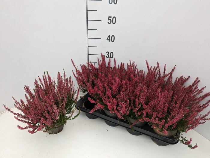 <h4>Calluna vulg. Garden Girls Athene</h4>