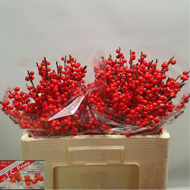 <h4>Ilex verticillata red</h4>