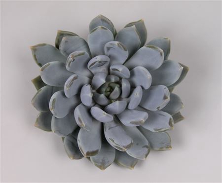 <h4>Pachyveria grey crown cutflower</h4>