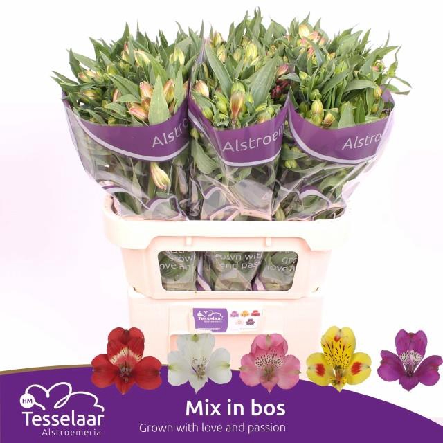 <h4>Alstroemeria mix rainbow</h4>
