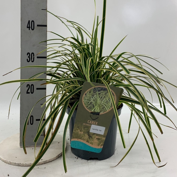 <h4>Carex Morrowii</h4>