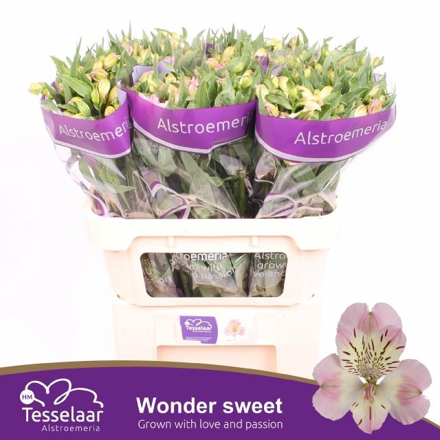 <h4>ALSTR WONDER SWEET</h4>