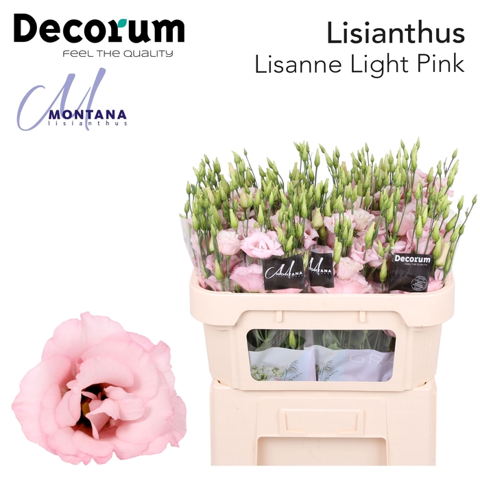 <h4>Lisianthus Lisanne light pink 70cm</h4>