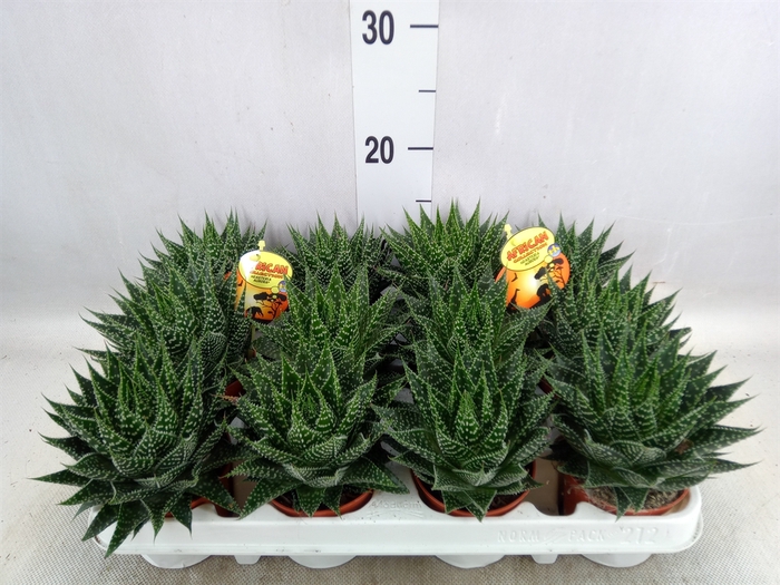 <h4>Gasteria</h4>