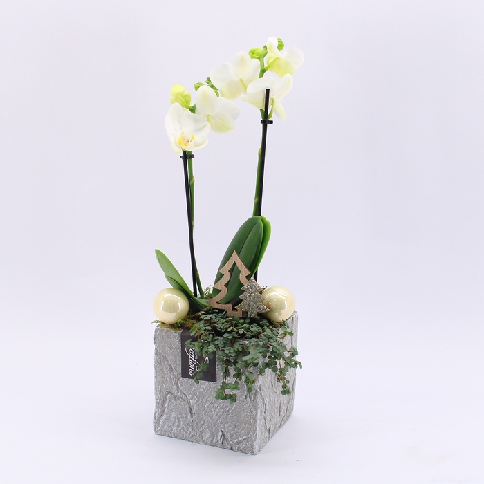 <h4>PHALXM-2321A Phalaenopsis Xmas</h4>