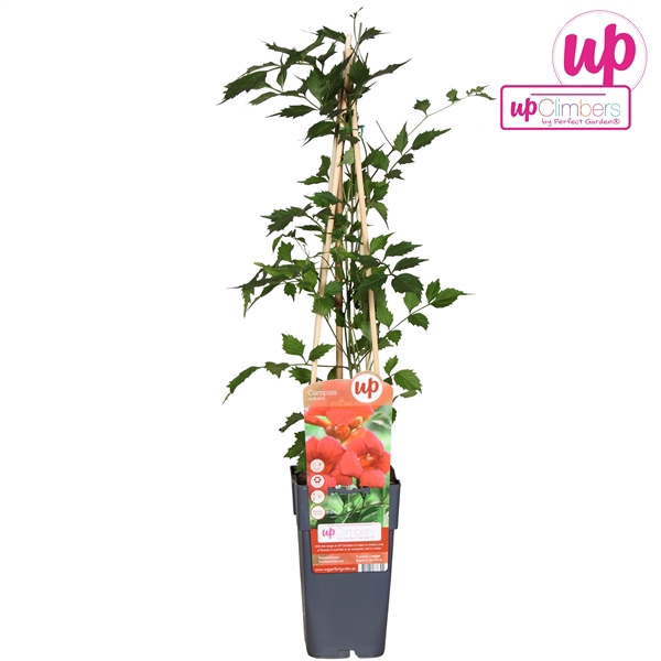 <h4>Campsis radicans P15</h4>