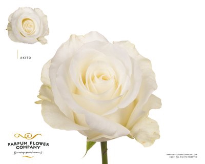 <h4>Rosa la akito</h4>