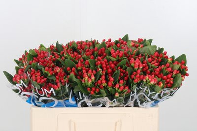 <h4>Hypericum coco diablo</h4>
