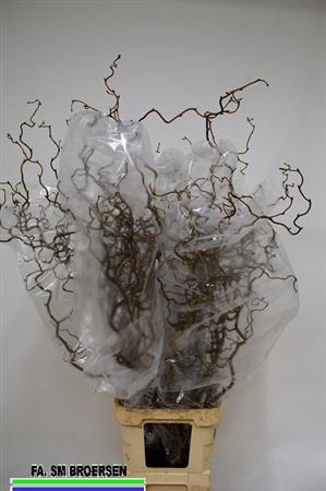 <h4>Coryl Av Contorta 110cm X10</h4>