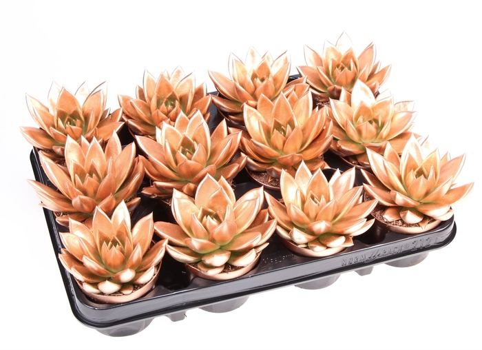 <h4>Echeveria  'Miranda'</h4>