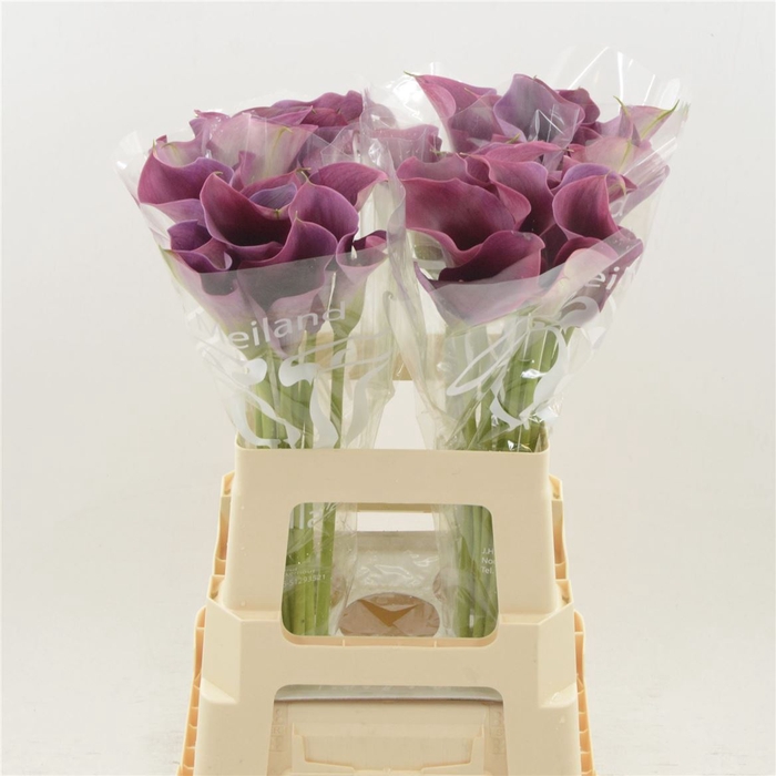 <h4>Calla Promise</h4>