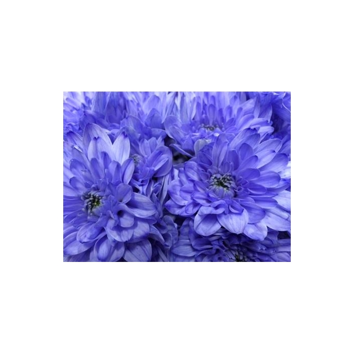 <h4>Chr T Baltica Lilac</h4>