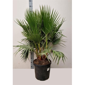 WASHINGTONIA