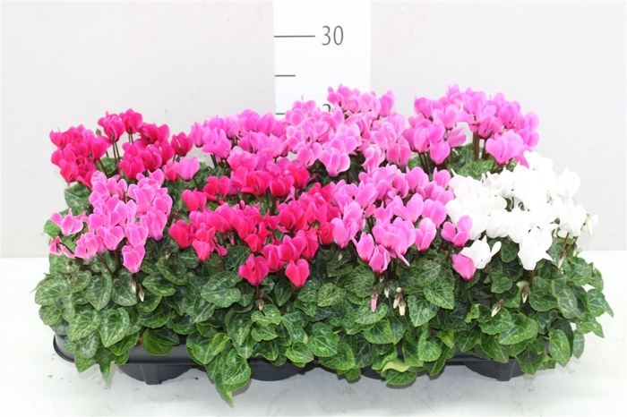 <h4>Cyclamen Kl S S Compact Gemengd</h4>