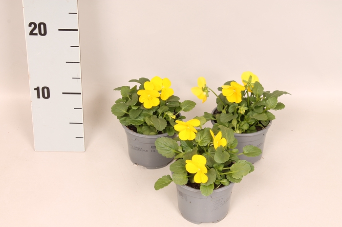 <h4>Viola cornuta F1 Yellow</h4>