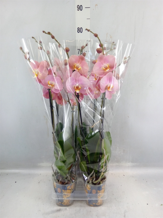 <h4>Phalaenopsis ...rose</h4>