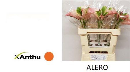 <h4>Anth Alero</h4>