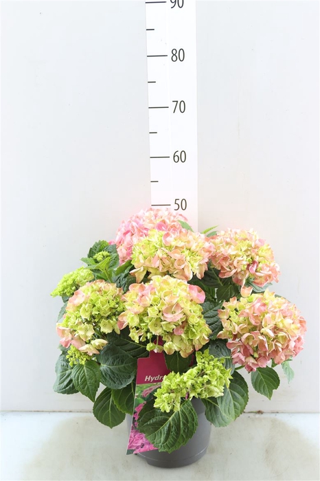 <h4>Hydr M Early Pink 10+</h4>