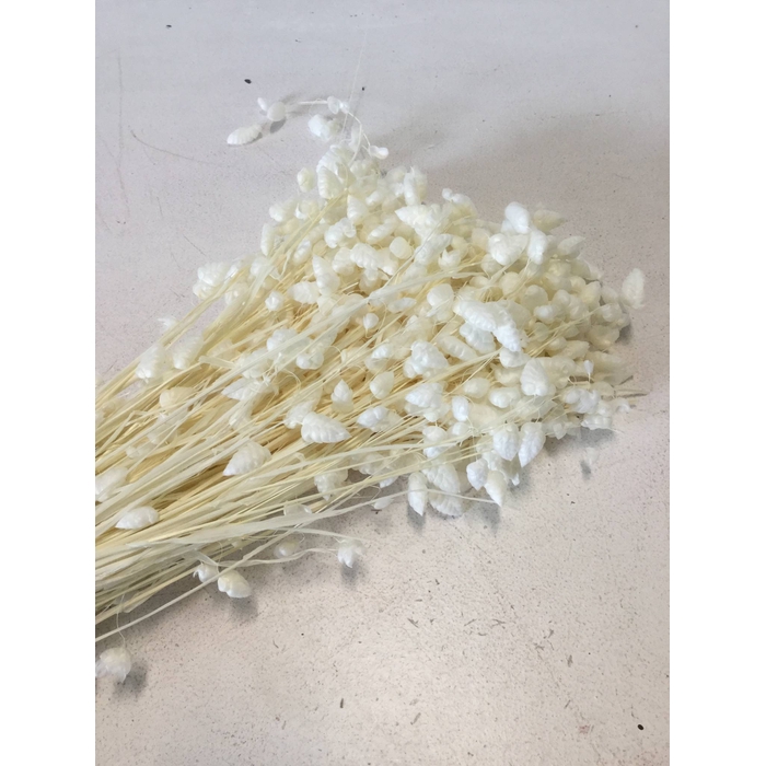 <h4>DRIED FLOWERS - BRIZA MAXIMA BLEACHED 50GR</h4>