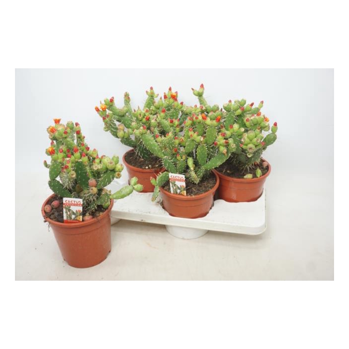 <h4>Opuntia (Schijfcactus) (Cites) 17Ø 35cm</h4>