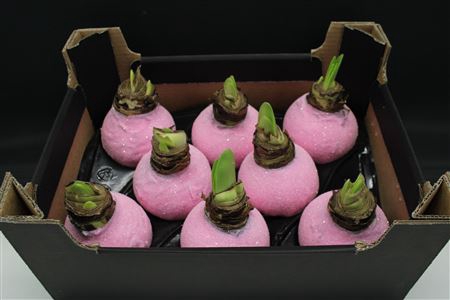<h4>Amaryllis Rose Glitter</h4>