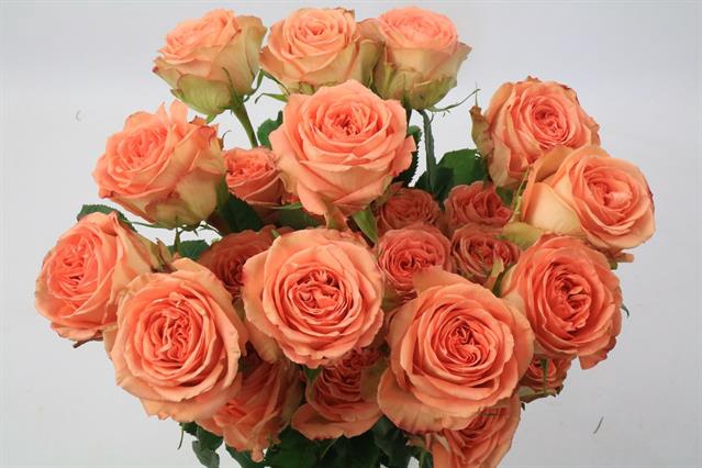 <h4>Rosa ec country home</h4>