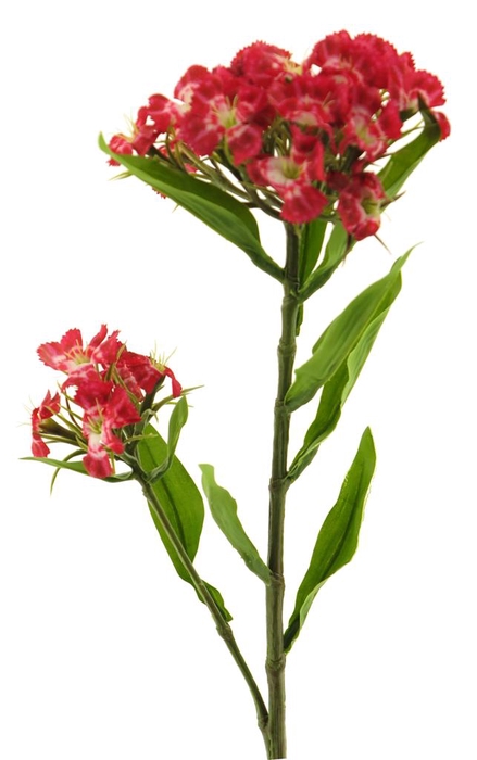 <h4>DF13-883767900 - Dianthus spray 60cm red</h4>