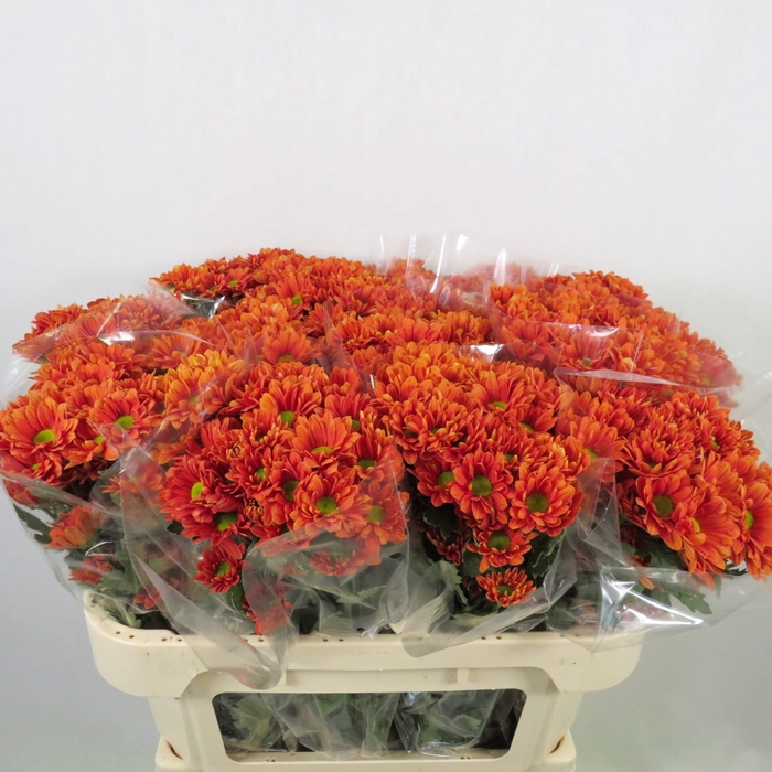 <h4>Chrysanthemum spray bacardi naranja</h4>