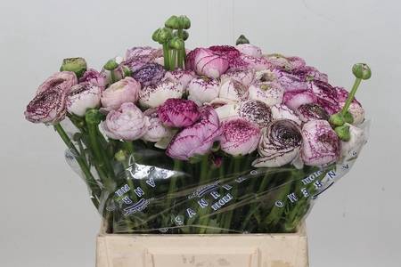 <h4>Ranunculus clooney cappuccino</h4>