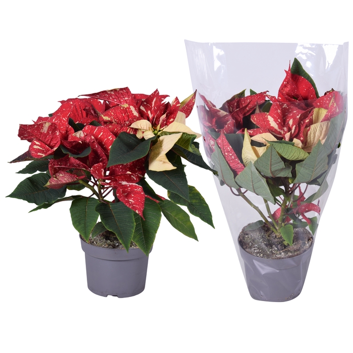 <h4>Euphorbia Glitter rood/wit blanco hoes</h4>