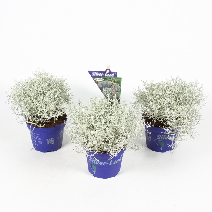 <h4>Calocephalus brownii Silver-Land®</h4>