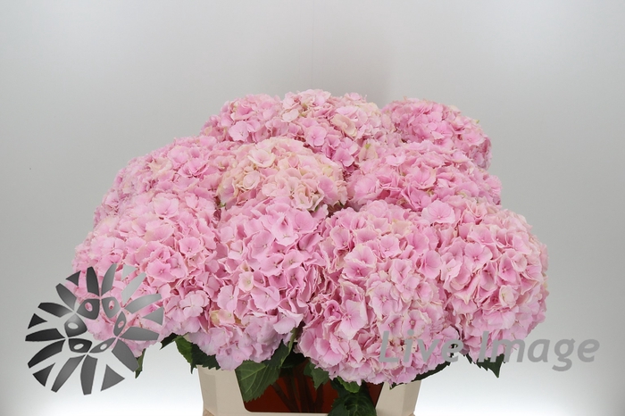 <h4>Hydrangea verena</h4>