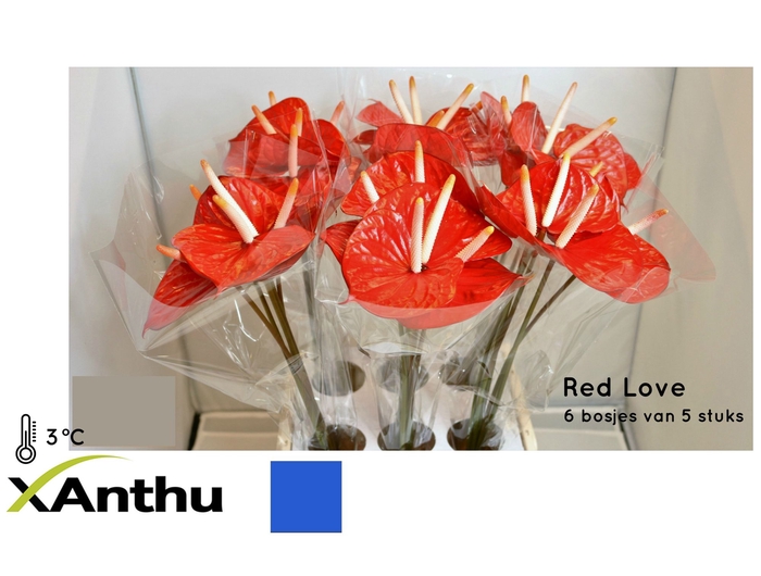 <h4>ANTH A RED LOVE</h4>
