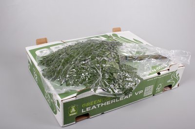 <h4>Leaf leather fern extra vacuum Green Ocean (arach)</h4>