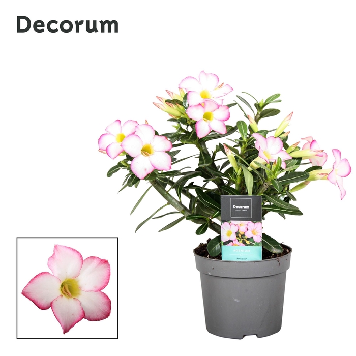 <h4>Adenium Obesum Pink Star 13cm Decorum</h4>