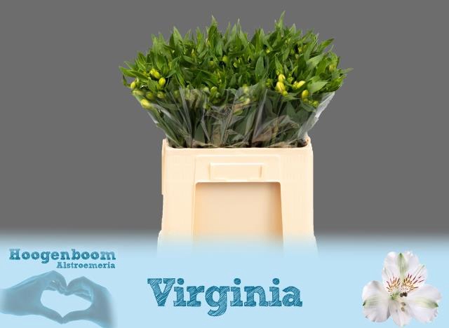 <h4>Alstr Virginia</h4>