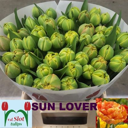 <h4>Tu Du Sun Lover</h4>